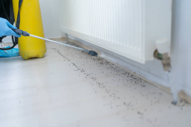 Best Wasp Removal Services  in Ormond Beach, FL