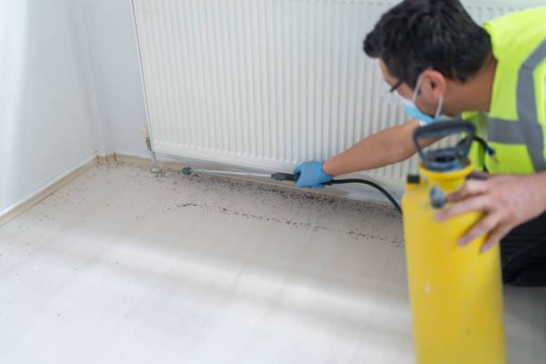 Best Local Pest Control Services  in Ormond Beach, FL