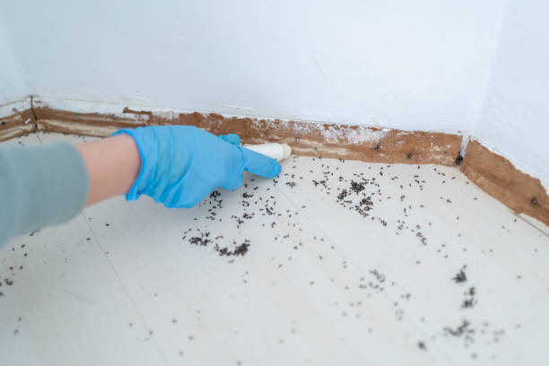 Trusted Ormond Beach, FL Pest Control Experts